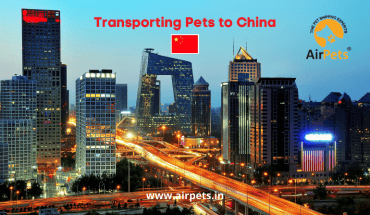 Transporting Pets to China
