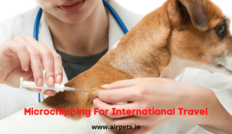 Microchipping for International Travel