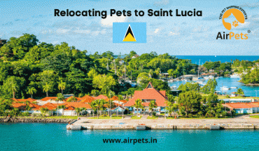 Relocating Pets to Saint Lucia