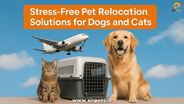 Stress-Free Pet Relocation Solutions for Dogs and Cats