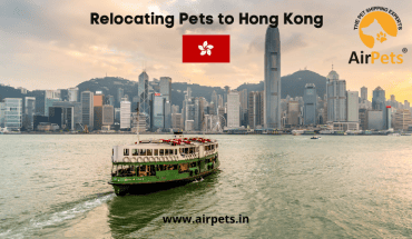 Relocating Pets to Hong Kong 