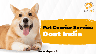 Pet Courier Service Cost India