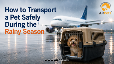 How to Transport a Pet Safely During the Rainy Season