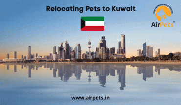 Relocating Pets to Kuwait