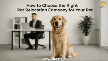 How to Choose the Right Pet Relocation Company for Your Pet