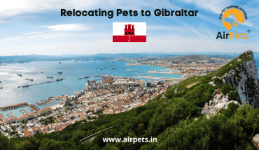 Relocating Pets to Gibraltar