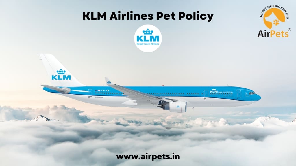 KLM Airlines Pet Policy