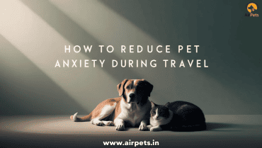 How to Reduce Pet Anxiety During Travel