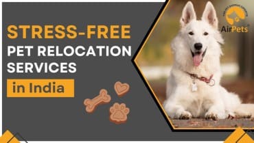 Pet Relocation Services India 