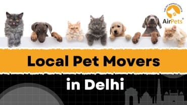 Local Pet Movers in Delhi