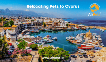 Relocating Pets to Cyprus