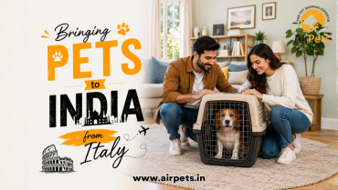 Bringing Pets to India from Italy