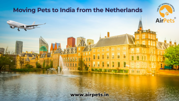Moving Pets to India from the Netherlands