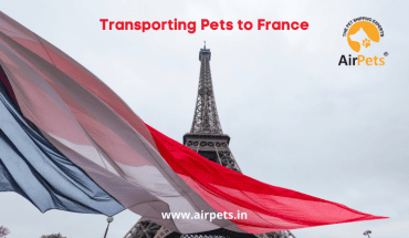 Transporting Pets to France