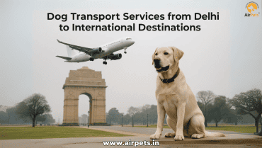 Dog Transport Services from Delhi to International Destinations