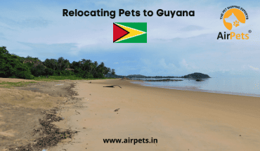 Relocating Pets to Guyana