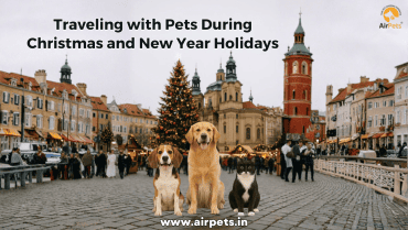Traveling with Pets During Christmas and New Year Holidays