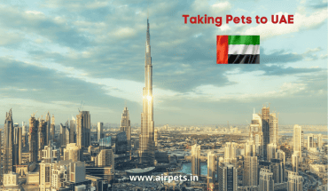 Taking Pets to UAE