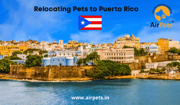 Relocating Pets to Puerto Rico 