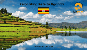 Relocating Pets to Uganda 