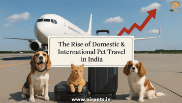 The Rise of Domestic & International Pet Travel in India
