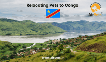 Relocating Pets to Congo