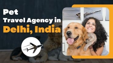 Pet Travel Agency in Delhi, India
