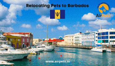 Relocating Pets to Barbados 