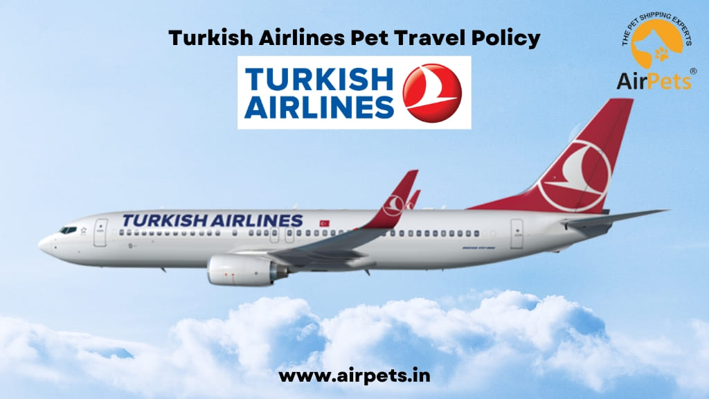 Turkish Airlines Pet Travel Policy