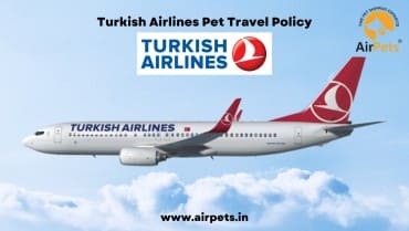 Turkish Airlines Pet Travel Policy