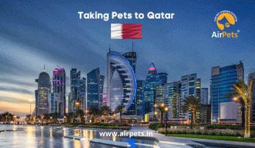 Taking Pets to Qatar