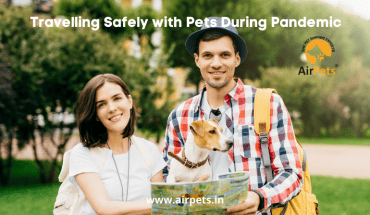 Travelling Safely with Pets during Pandemic 