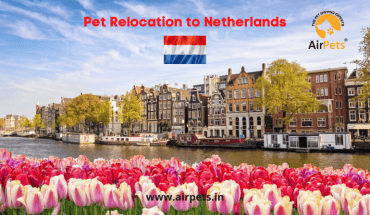 Pet Relocation to The Netherlands