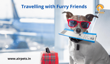 Travelling with Your Furry Friend