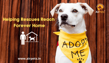 Helping Rescues Reach Forever Home