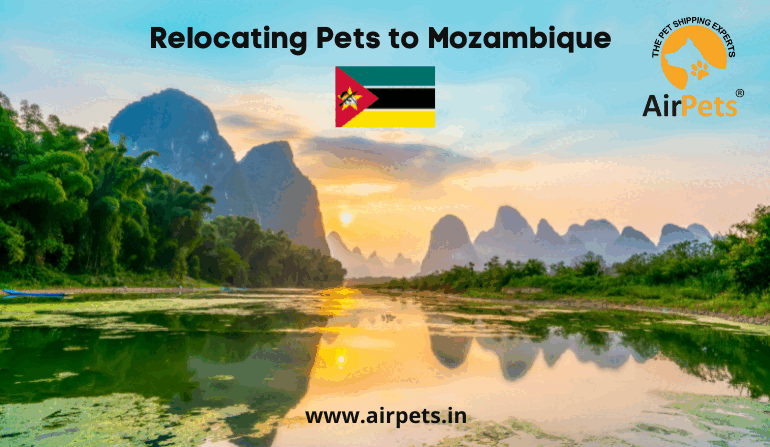 pet travel mozambique