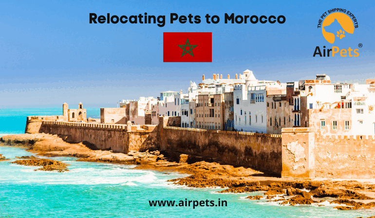 pet travel morocco