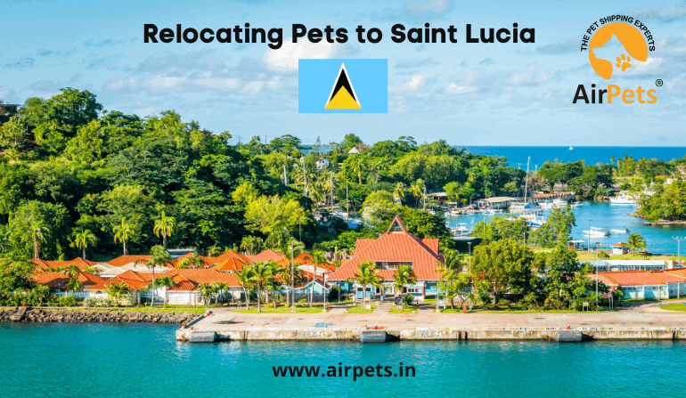 pet friendly travel saint lucia
