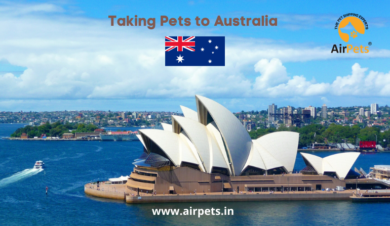 india to australia pet travel